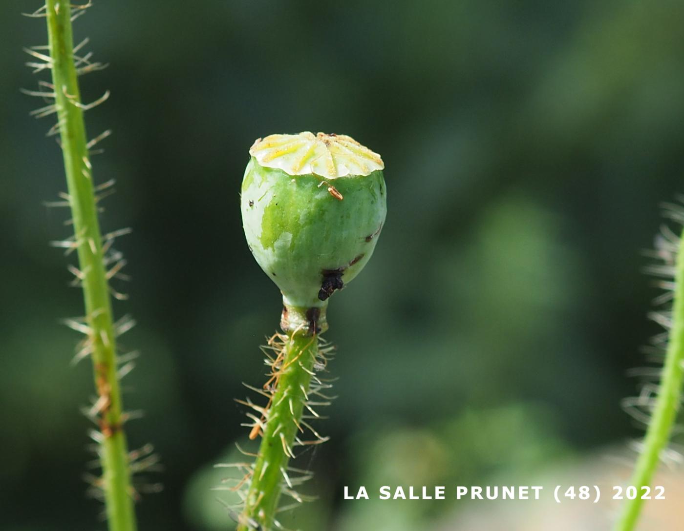 Poppy, Shirley fruit